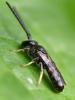 Lasioglossum sp.